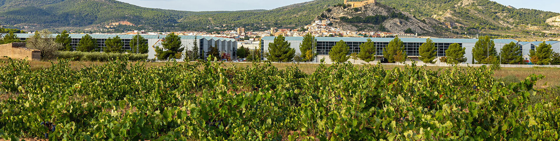 Hablando con José Manuel Ferrero del concepto IKIGAI 