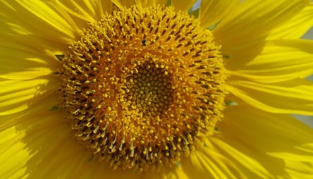 La optimista filosofía del girasol