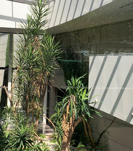 Talking to Anna Ferrer about Biophilic Design