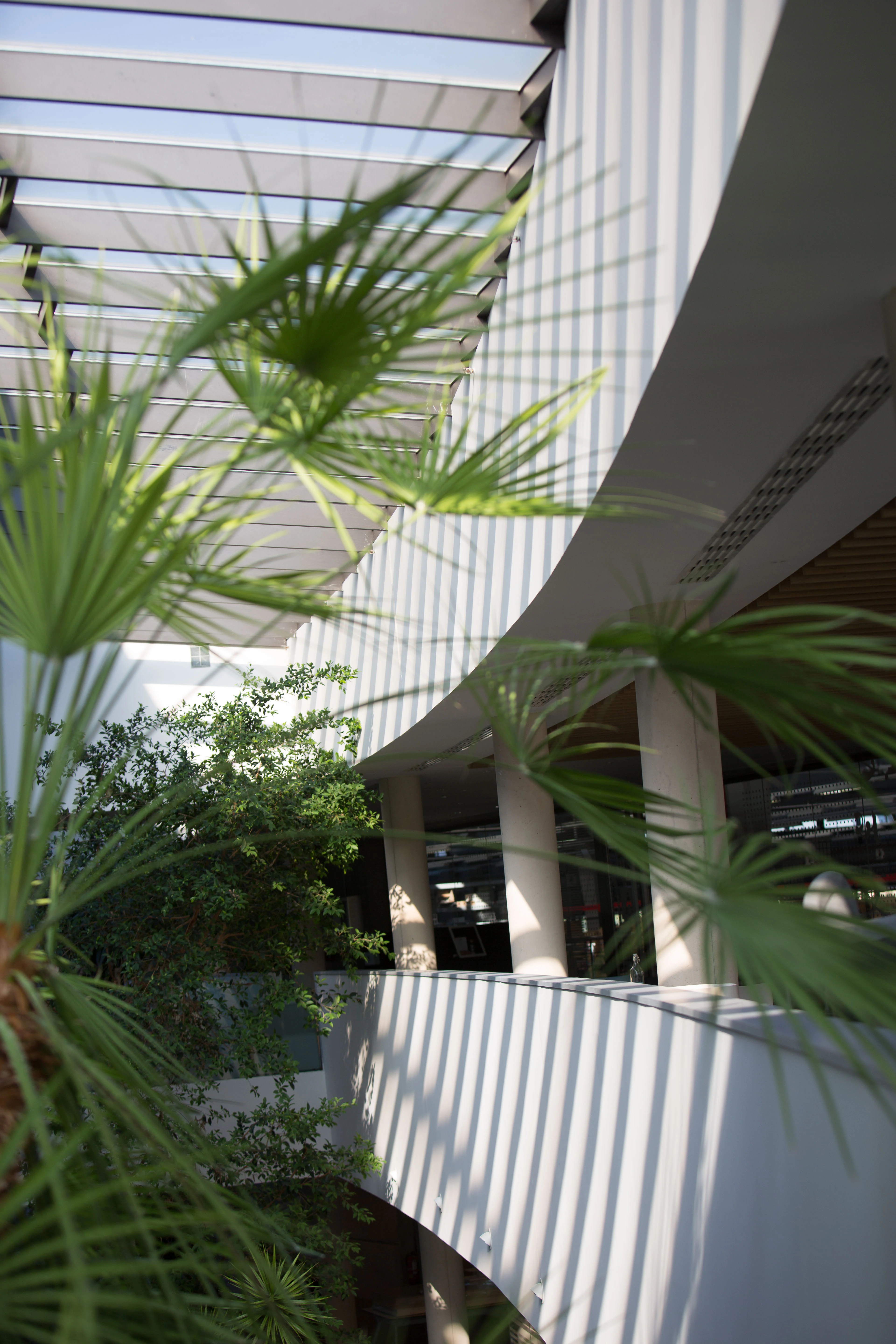 Vegetación bajo la celosía del patio